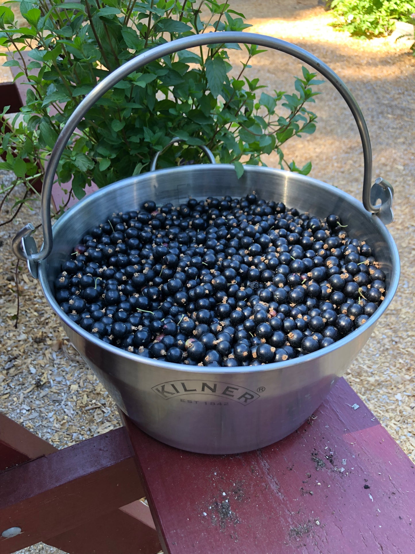 Blackcurrant Plants