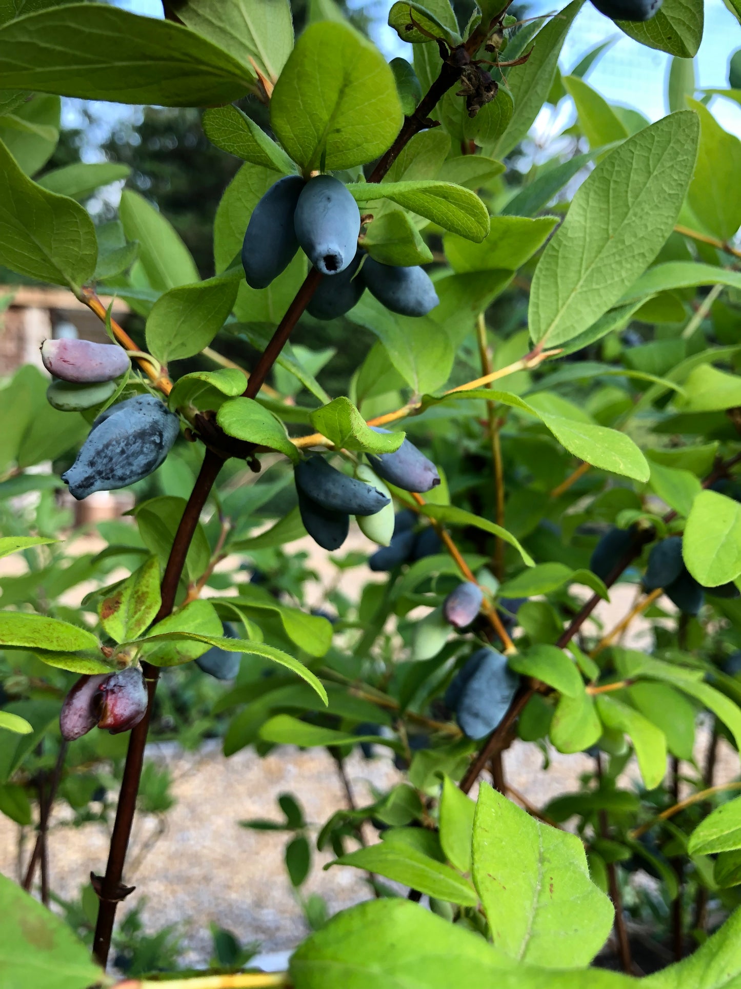 Honeyberry (Haskap) Plants