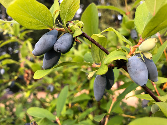 Honeyberry (Haskap) Plants