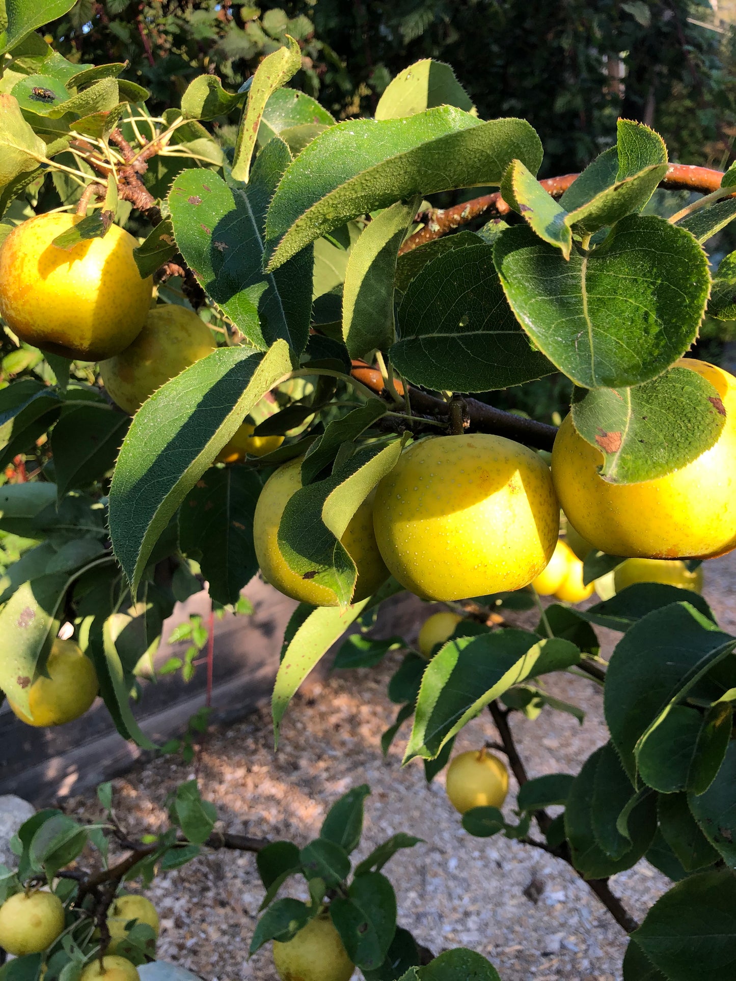 Asian Pear Trees