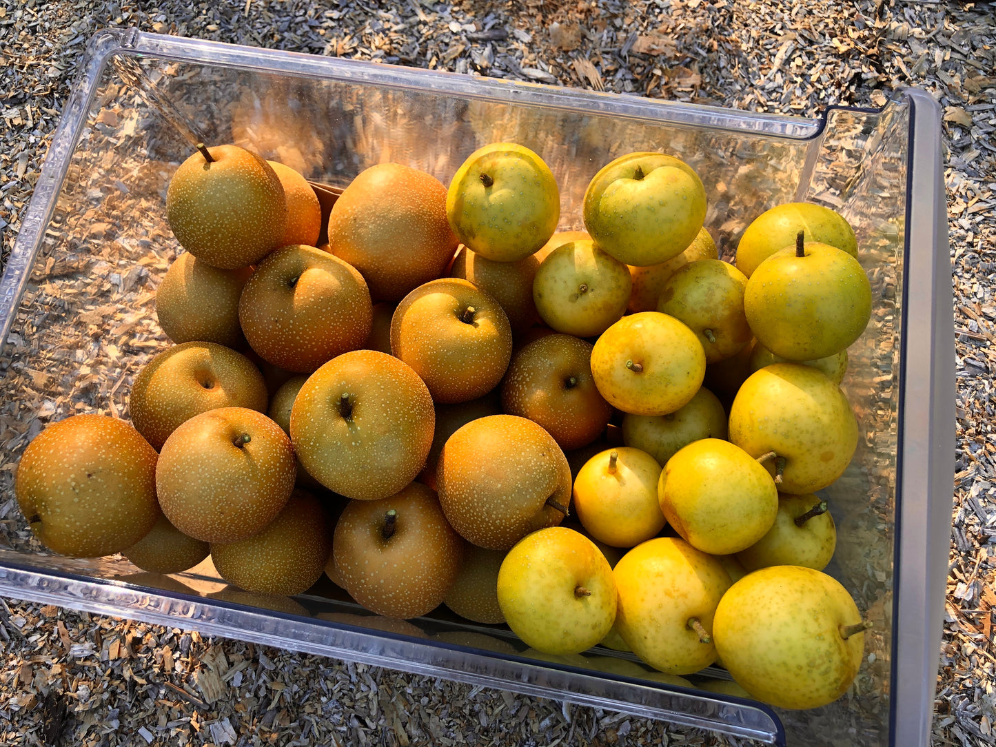 Asian Pear Trees