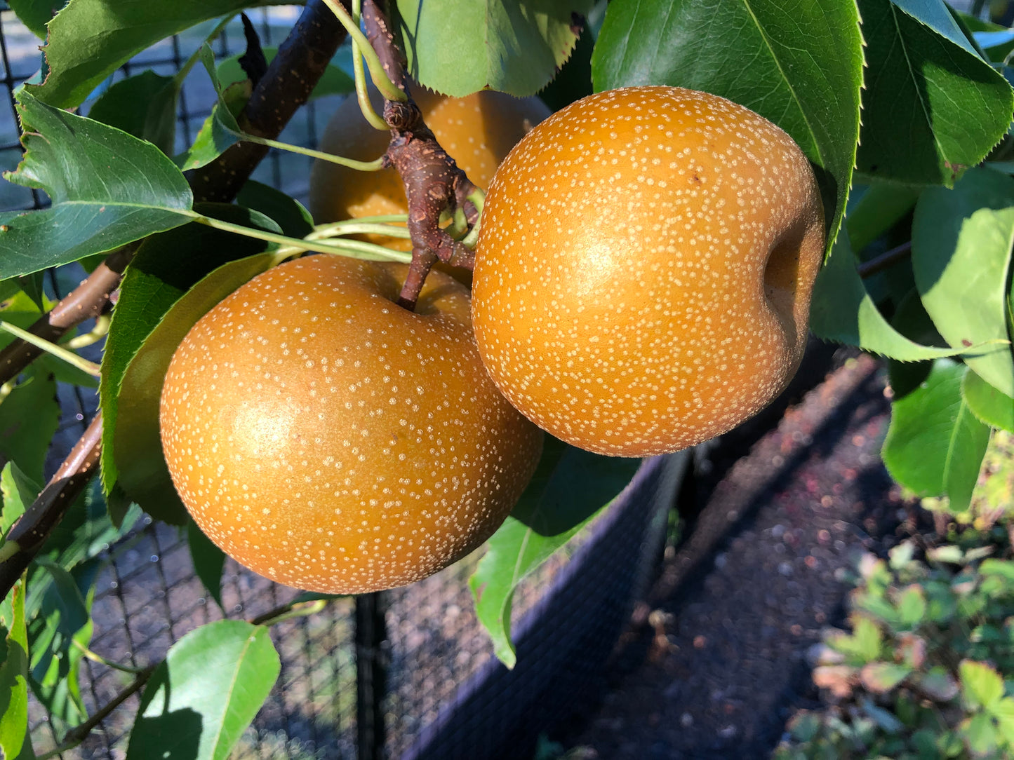 Asian Pear Trees