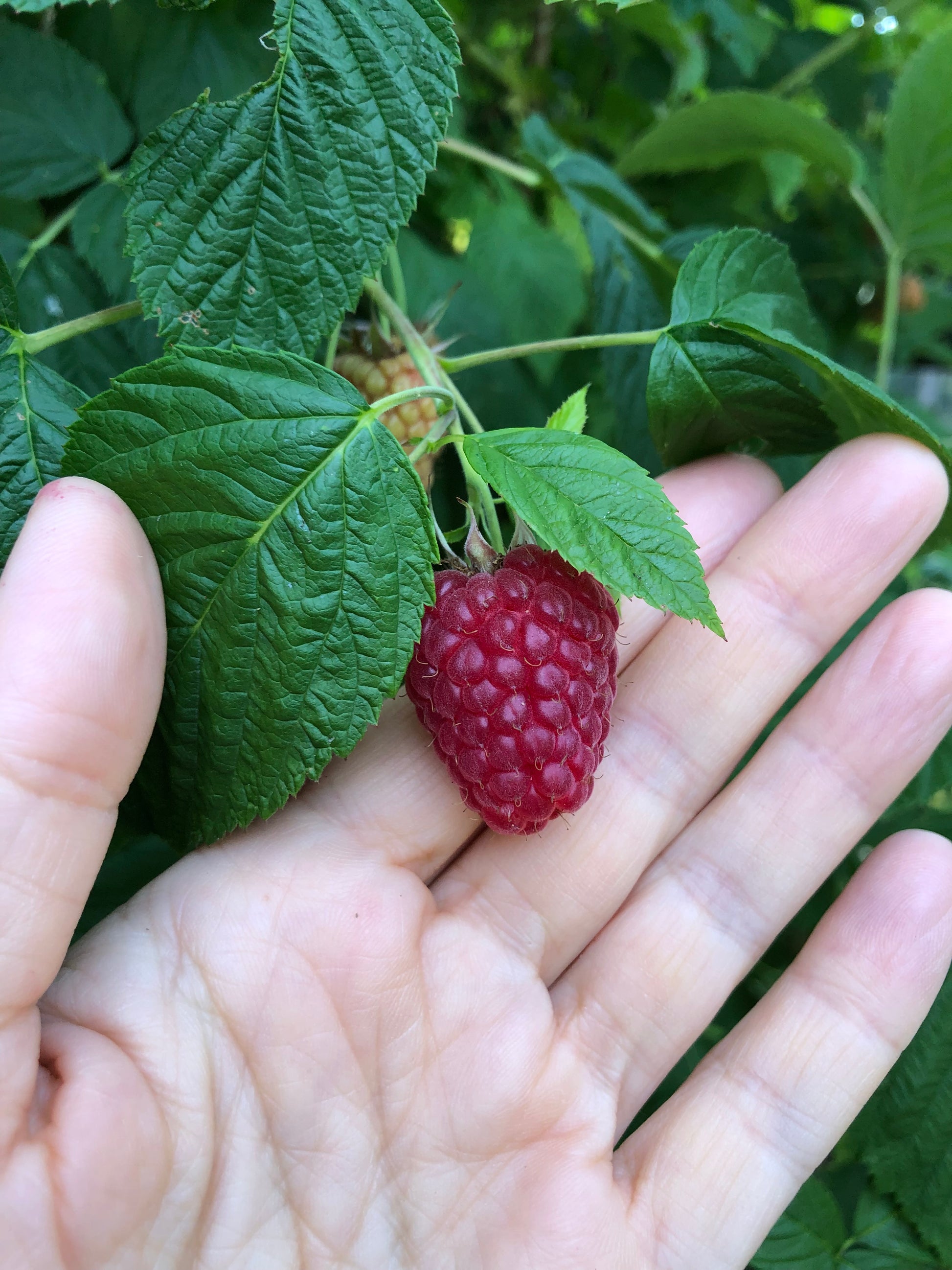 'Tulameen' Red Raspberry Plants for Sale on Vancouver Island, BC – West ...
