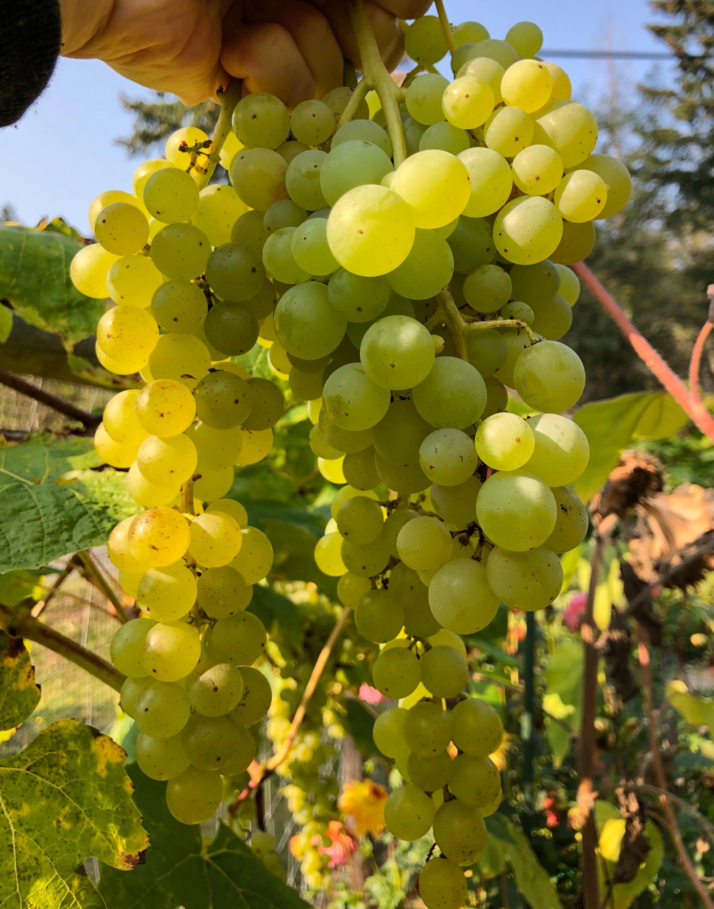 Table Grape Eating 'Himrod' Table Grape Vines for Sale on Vancouver Island, BC – West ...