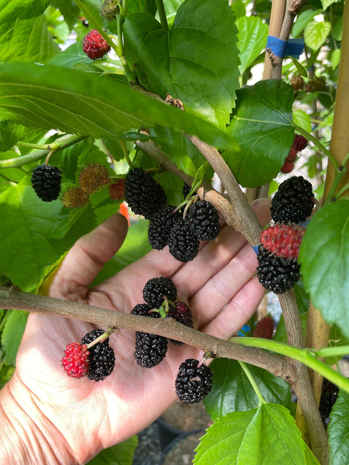 'Ik Soo Bong' Mulberry