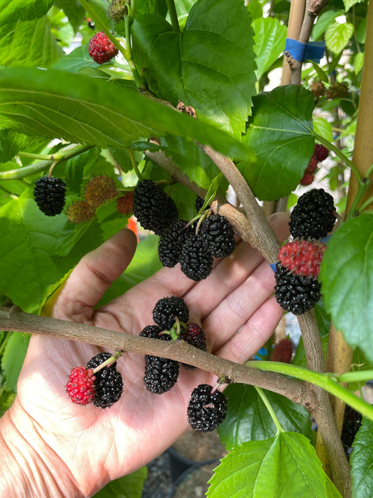 'Ik Soo Bong' Mulberry