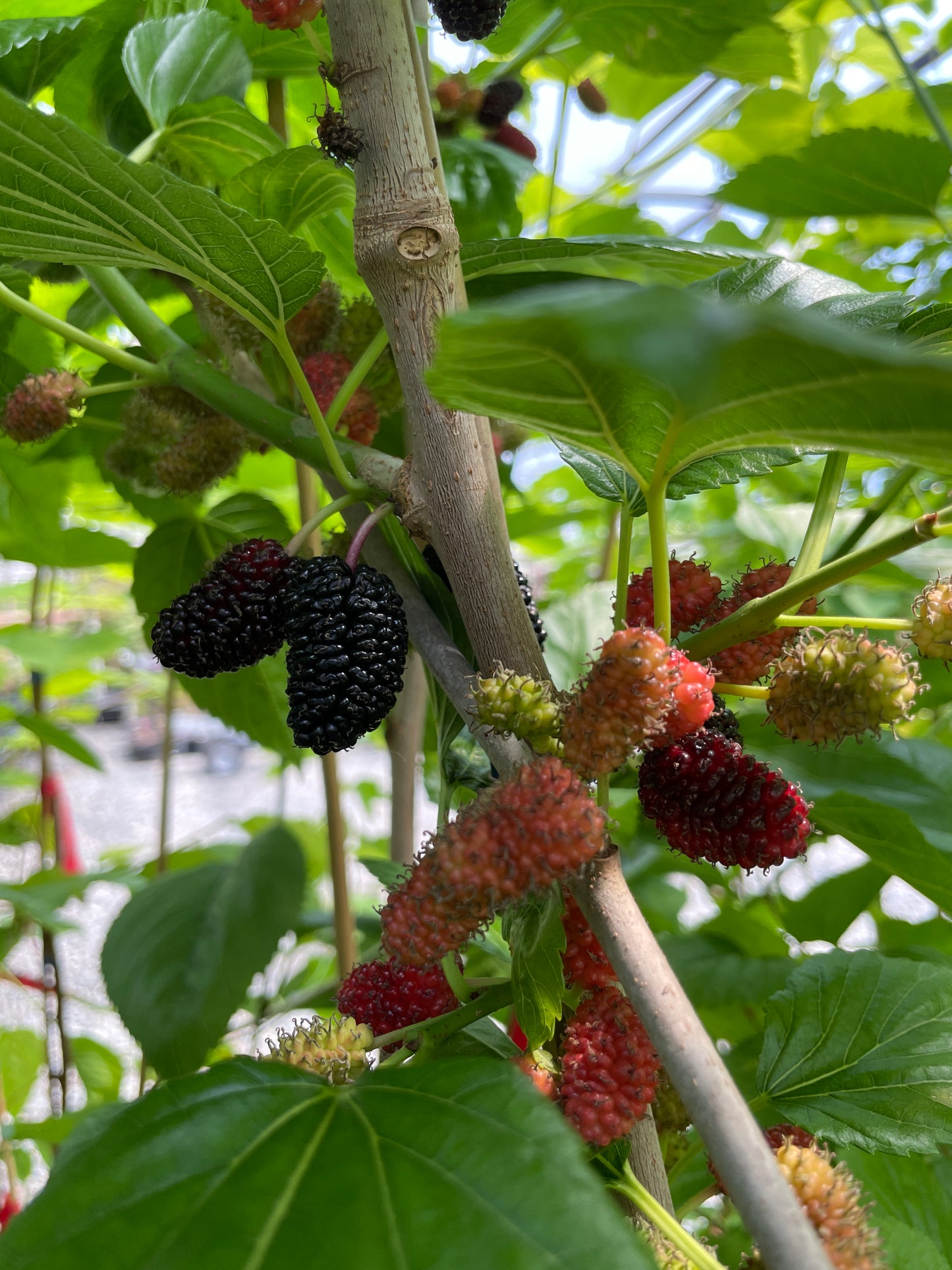 'Ik Soo Bong' Mulberry