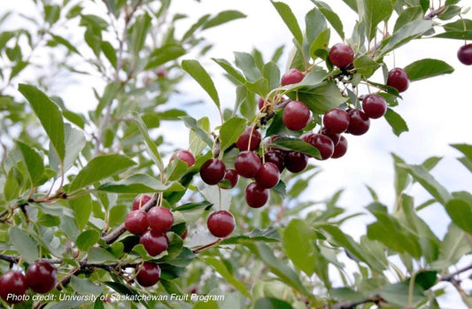 Dwarf Hardy Cherry Trees