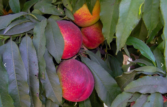 'Golden Prolific' Mini-Dwarf Nectarine Trees