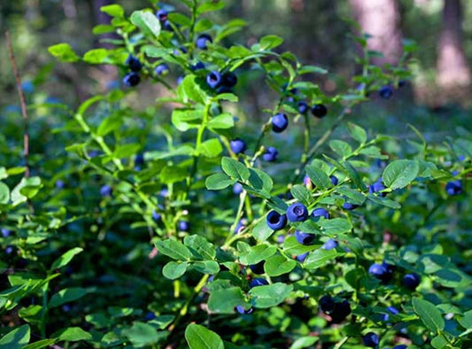 Wild Blueberry Plants