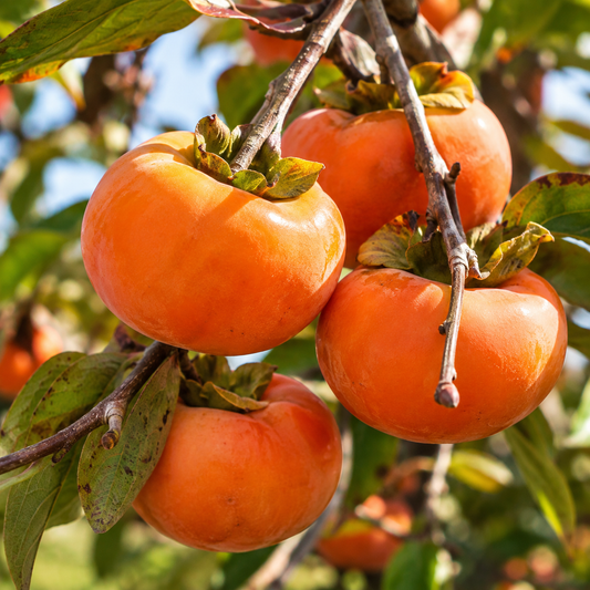 'Imoto Fuyu' Asian Persimmon