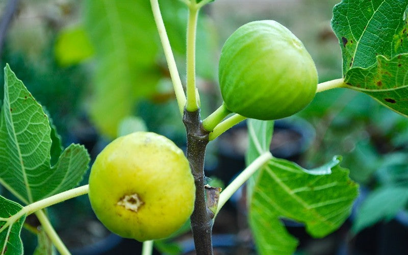 'Lattarulla' (Italian Honey) Fig Trees