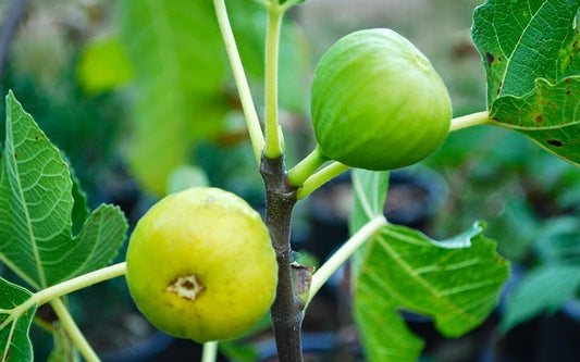 'Italian Honey' Fig Trees