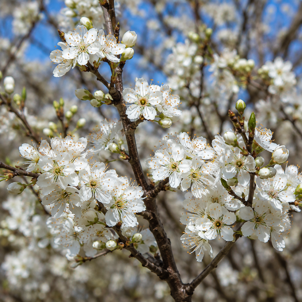 'Early Italian' Semi-Dwarf European Plum