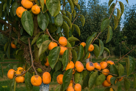 'Izu' Asian Persimmon