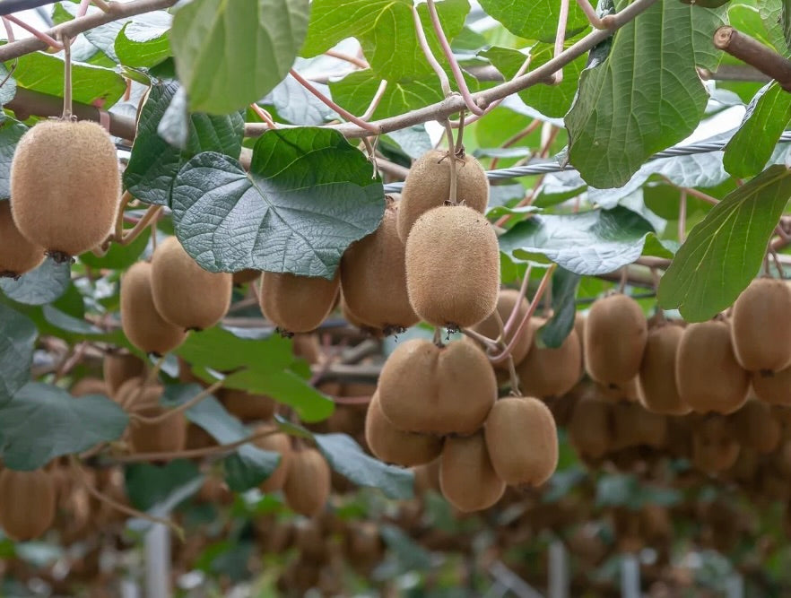 'Jenny' Fuzzy Kiwi Vines