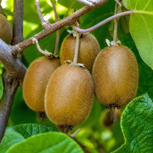 'Jenny' Fuzzy Kiwi (Self-Fertile)
