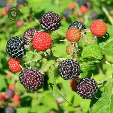 'Jewel' Black Raspberry Plants