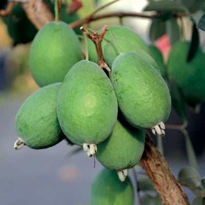 Kaiteri™ Pineapple Guava (Feijoa)