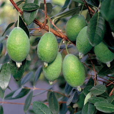 Kakariki™ Pineapple Guava (Feijoa)