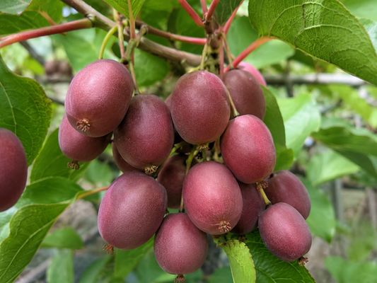 'Ken's Red' Hardy Kiwi (Female)