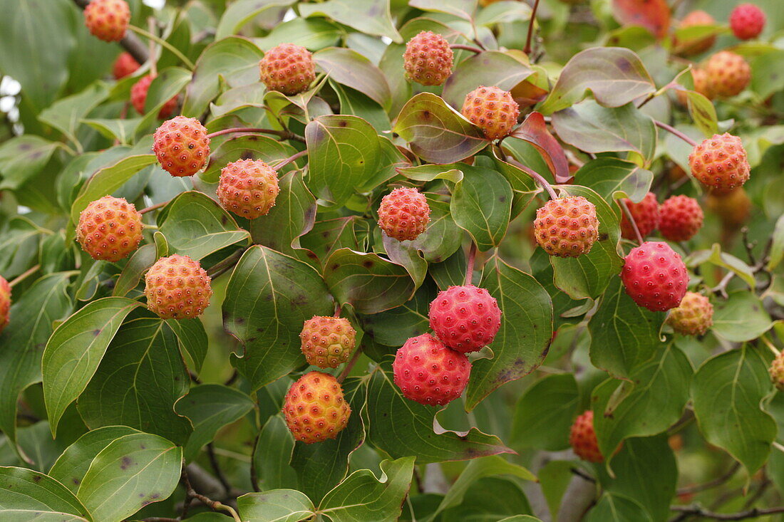 Kousa Dogwood Trees