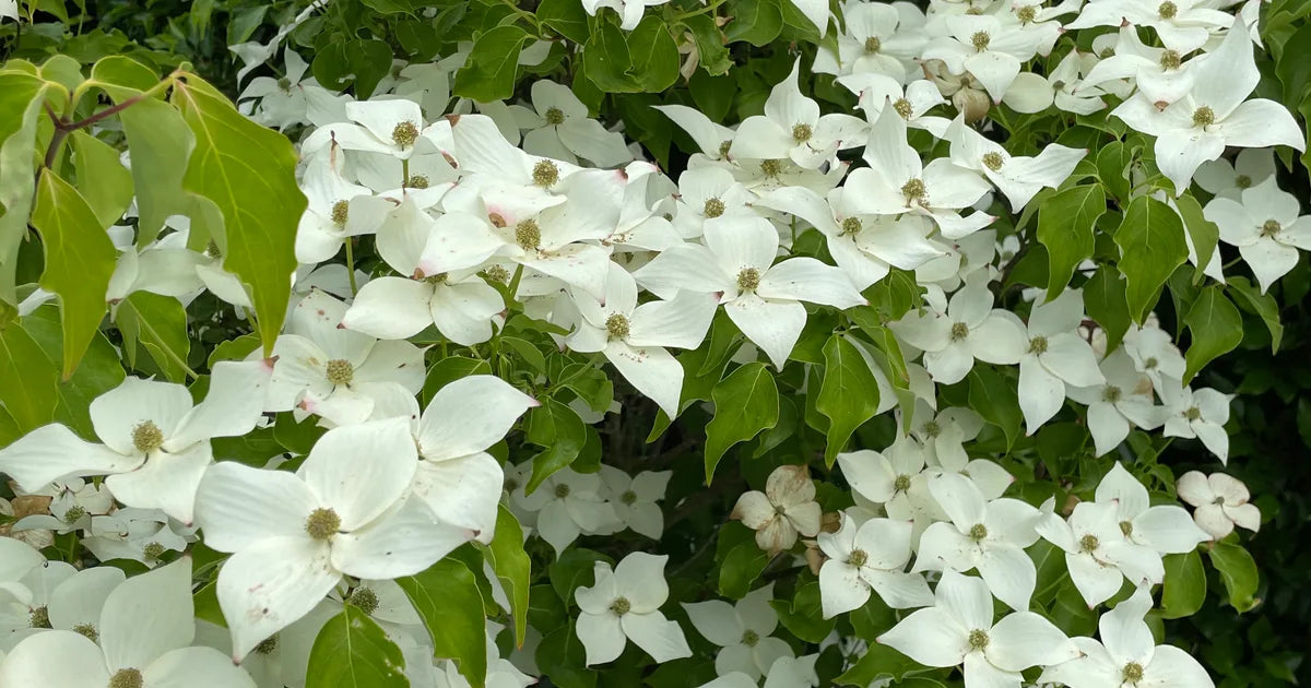 Kousa Dogwood Trees