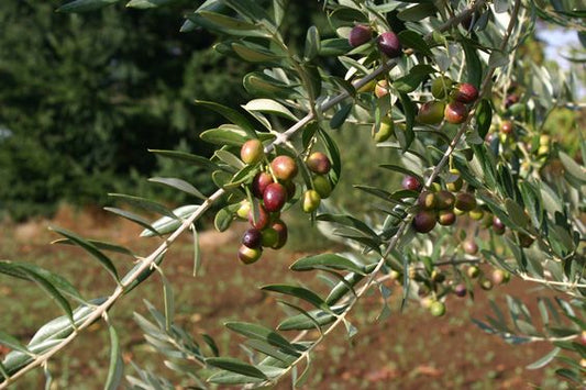 'Leccino' Olive Trees