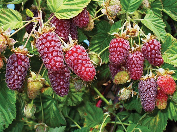 Loganberry Plants