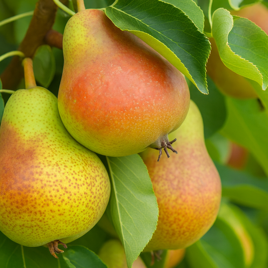 'Luscious' Dwarf European Pear