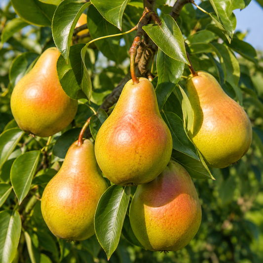 'Luscious' Dwarf European Pear