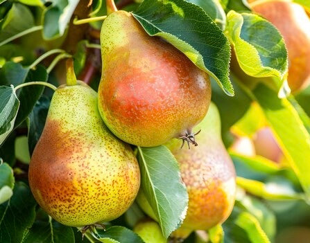 'Luscious' Dwarf Pear Trees