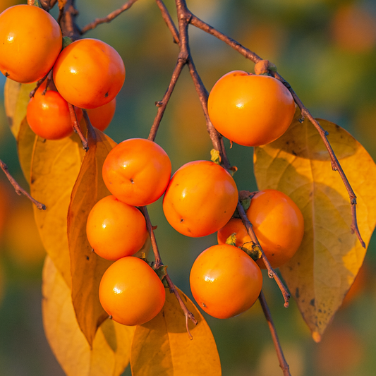 'Meader' American Persimmon