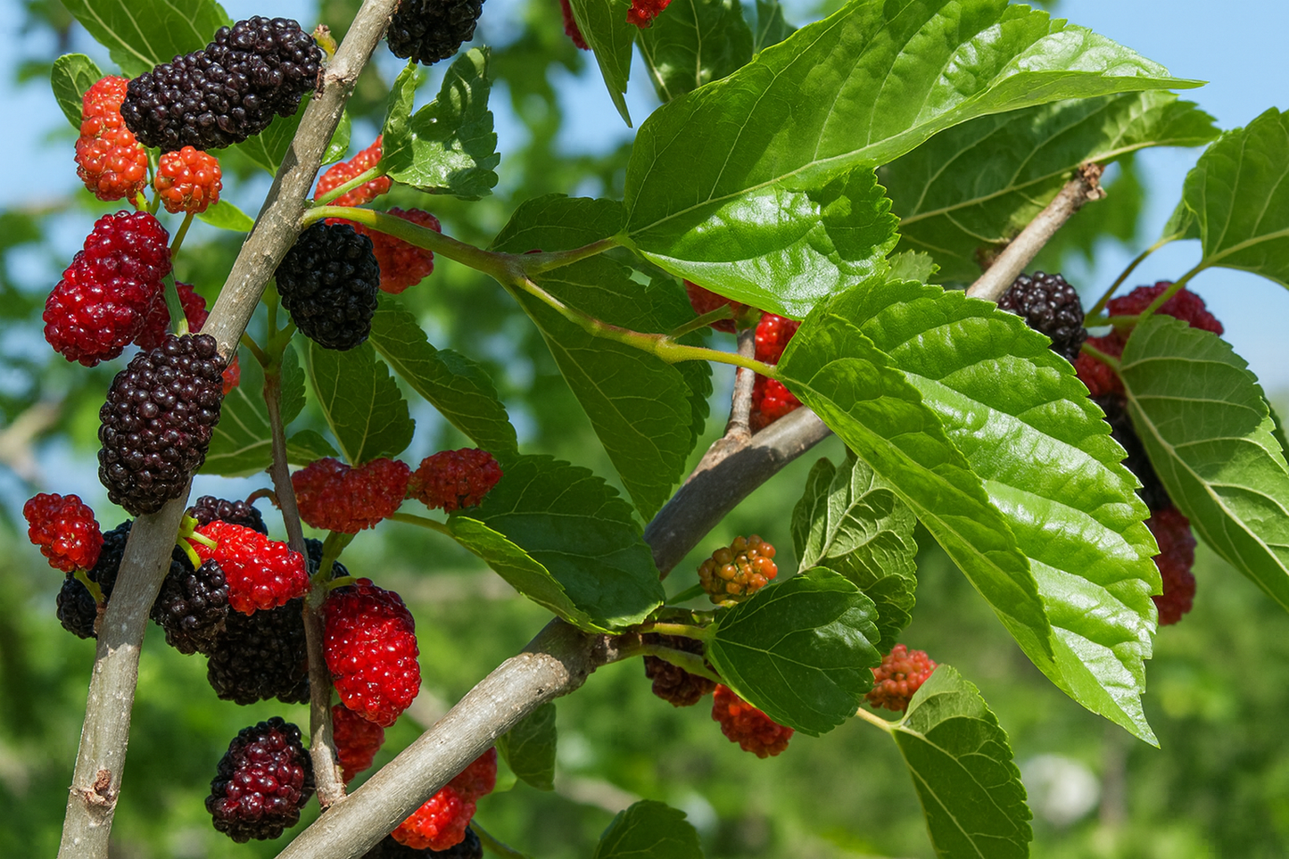 'Mojo Berry' Dwarf Mulberry