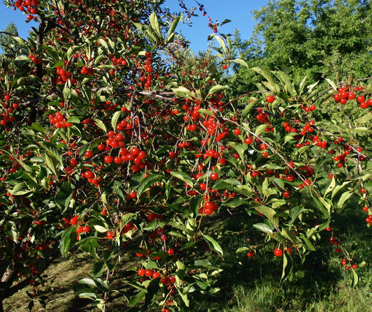 'Montmorency' Sour Cherry Trees