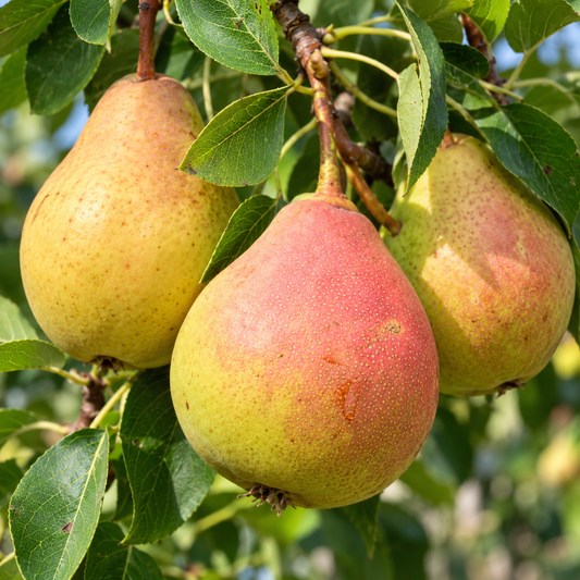 'Moonglow' Dwarf European Pear