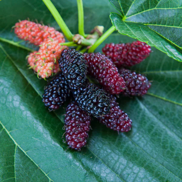 'Dwarf Everbearing' Mulberry Trees