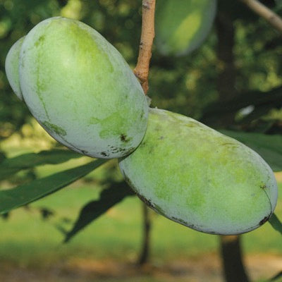 'NC-1' Pawpaw