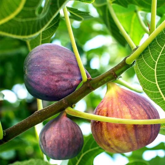 ‘Neverella’ Fig Trees