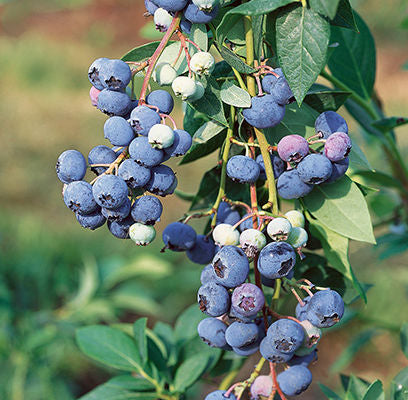 'Northland' Blueberry Plants