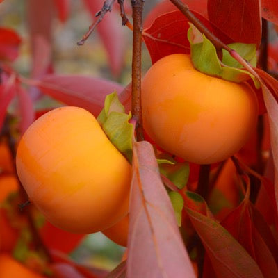 'Oriole'™ Asian Persimmon