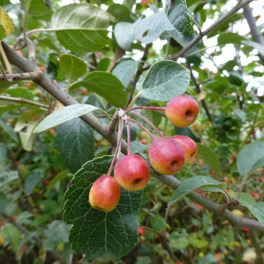 Pacific Crabapple Trees