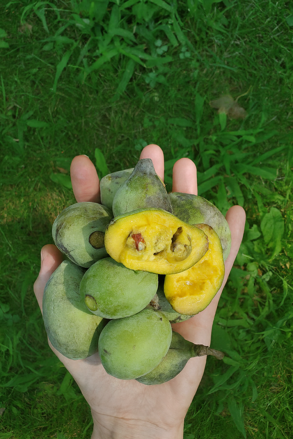 Pawpaw Seedling
