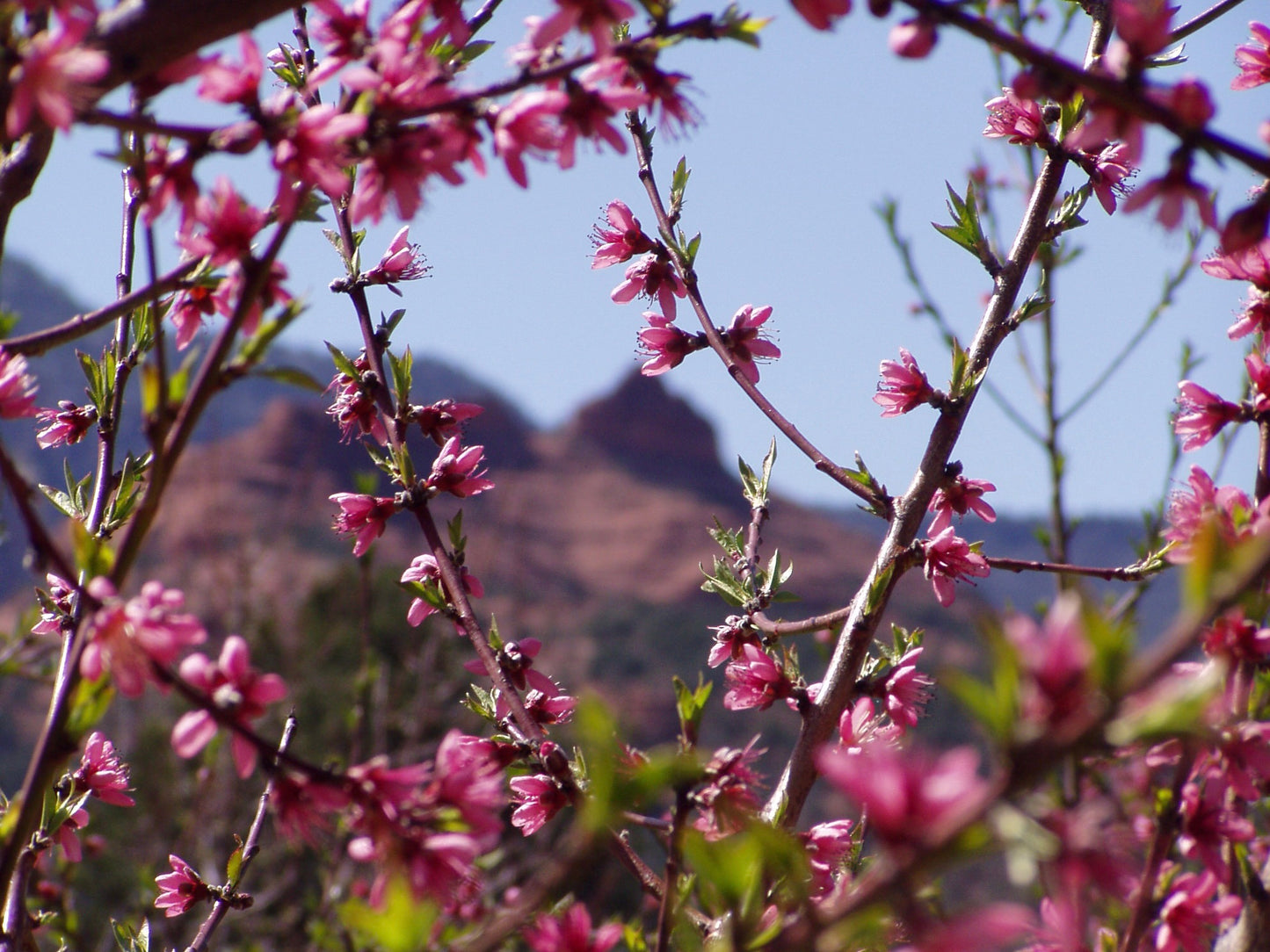 'Risingstar' Peach Trees