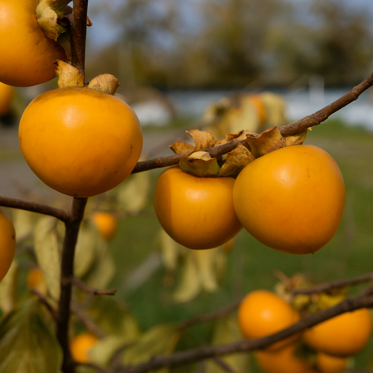 'Phoenix'™ Asian Persimmon