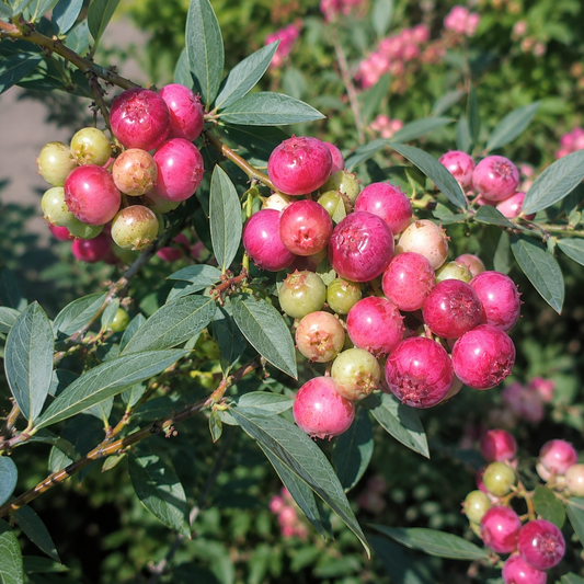 'Pink Lemonade' Blueberry