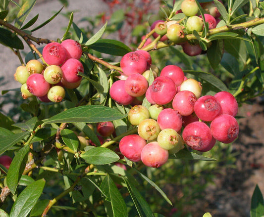 'Pink Lemonade' Blueberry Plants