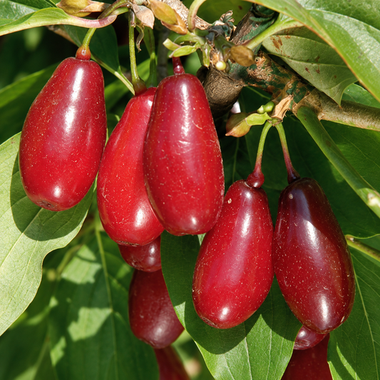Pioneer™ Cornelian Cherry