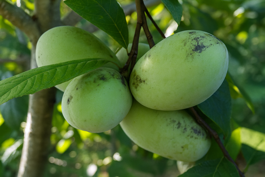 'Prolific' Pawpaw