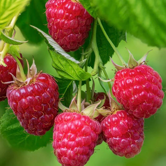 'Amity' Everbearing Raspberry Plants